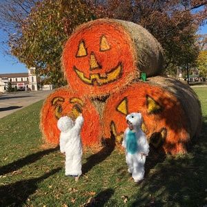 Meet your Posher, Shelly